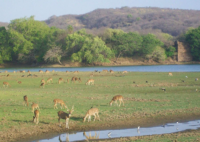Spotted Deer by lake, Ranthambore