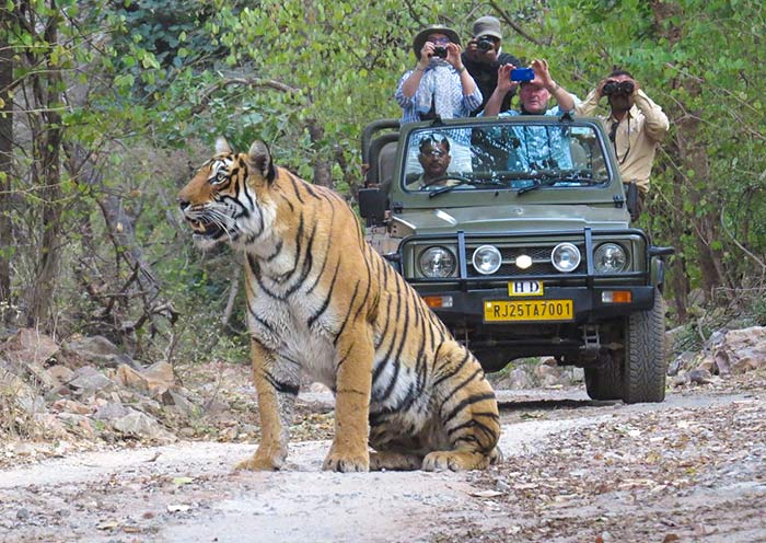 Royal Bengal Tiger, Ranthambore Jeep Safari