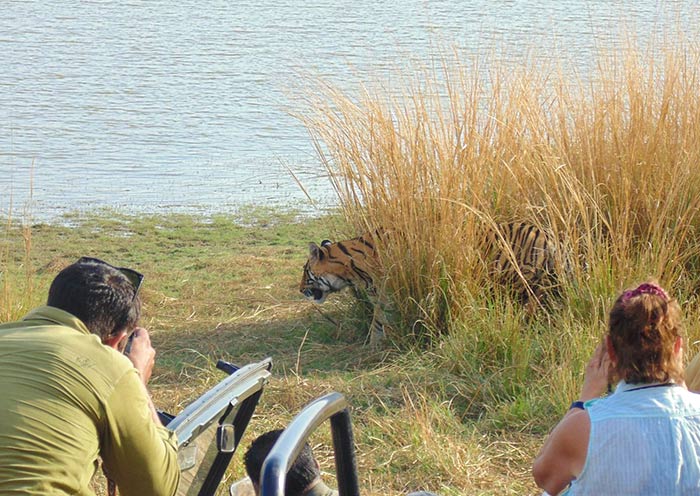 Photograph Royal Bengal Tiger, Jeep Safari