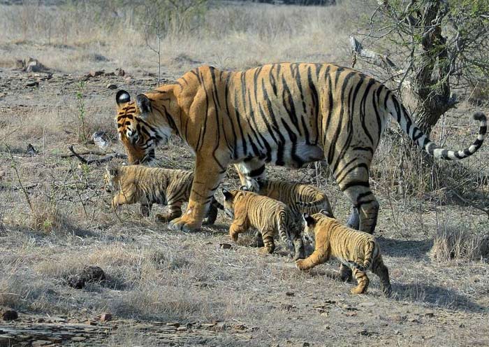 Royal Bengal Tiger Mum & Cubs, Ranthambore