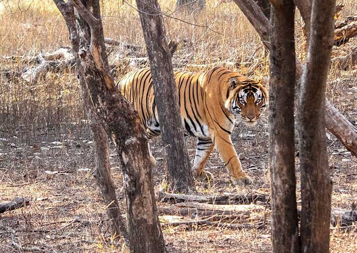 Royal Bengal Tiger, King of Ranthambore