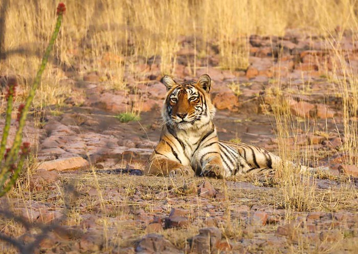 Royal Bengal Tiger, Ranthambore National Park