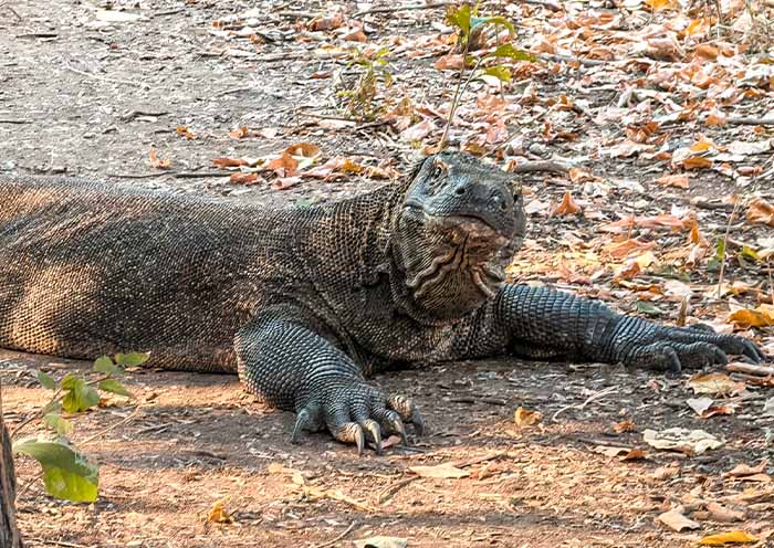 Komodo Dragon