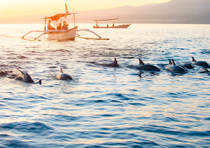 Dolphin Watching in Lovina