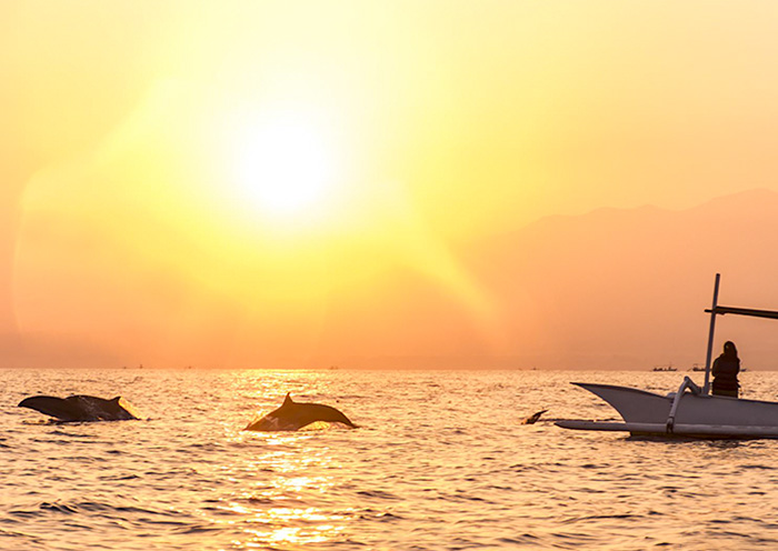 Dolphin Watching in Lovina