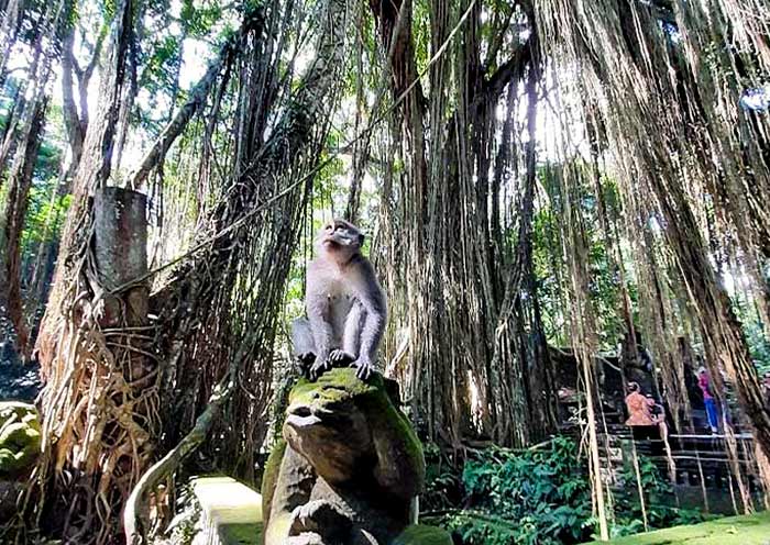 Sacred Monkey Forest Sanctuary Sacred Monkey Forest Sanctuary