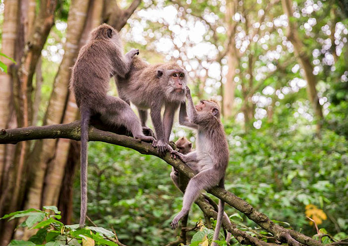 Sacred Monkey Forest Sanctuary Sacred Monkey Forest Sanctuary