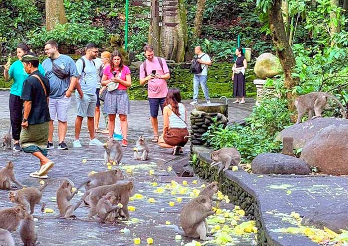 Sacred Monkey Forest Sanctuary