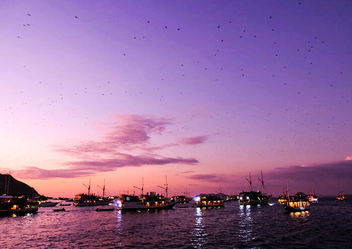 Sunset Bats, Komodo