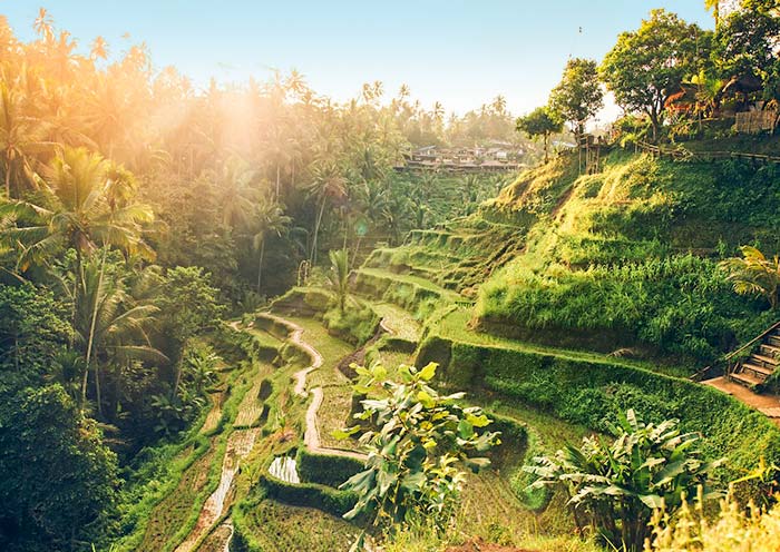 Tegalalang Rice Terraces in Ubud