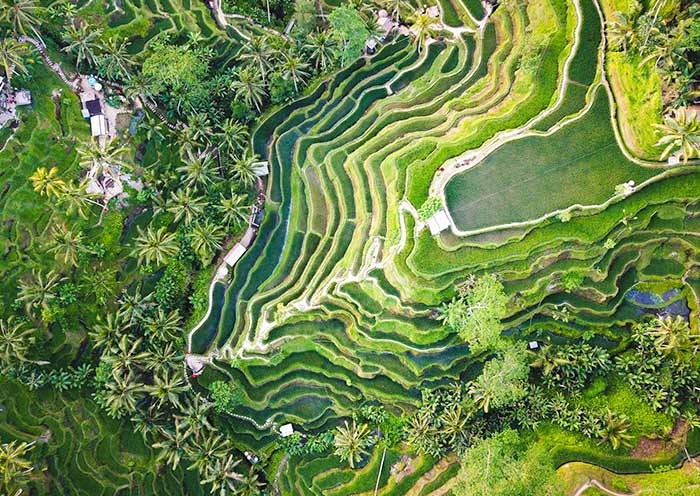 Tegalalang Rice Terraces in Ubud Tegalalang Rice Terraces in Ubud