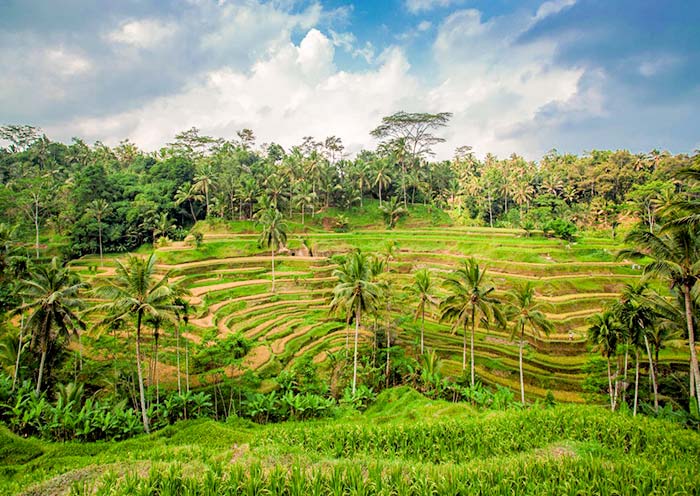 Tegalalang Rice Terraces in Ubud Tegalalang Rice Terraces in Ubud
