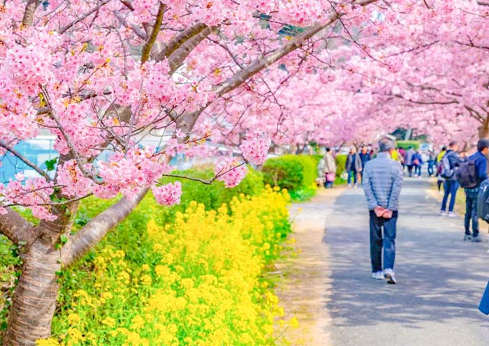 Aono River Cherry Blossoms   Aono River Cherry Blossoms