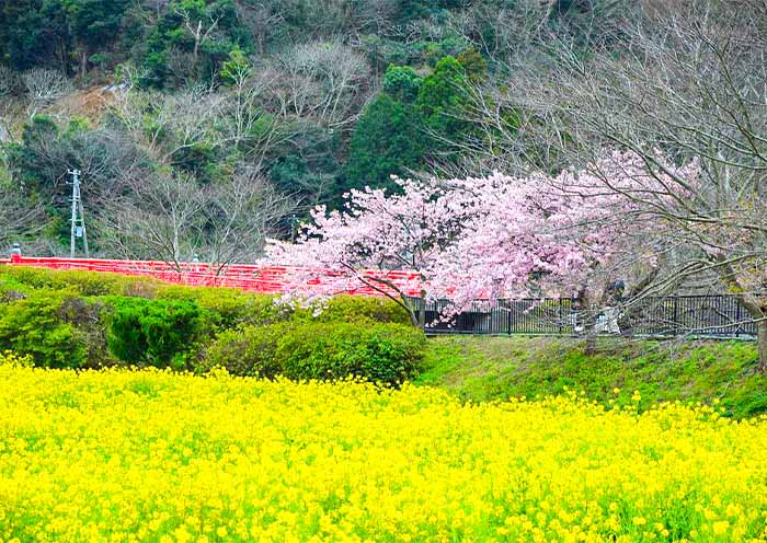 Aono River Cherry Blossoms