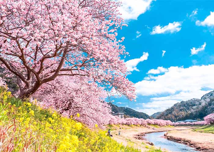 Aono River Cherry Blossoms  