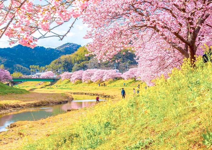 Aono River Cherry Blossoms