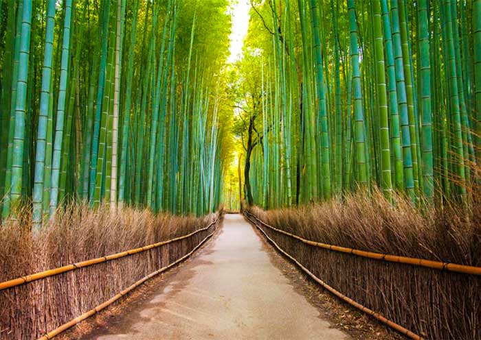 Arashiyama Bamboo Grove, Kyoto