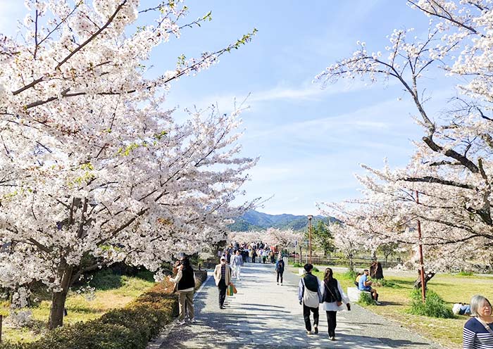 Arashiyama Cherry Blossoms