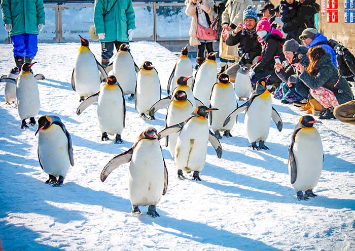 Asahiyama Zoo