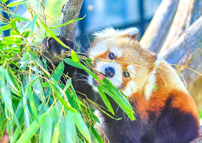Asahiyama Zoo