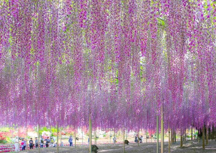 Wisteria Tunnels at Ashikaga Flower Park