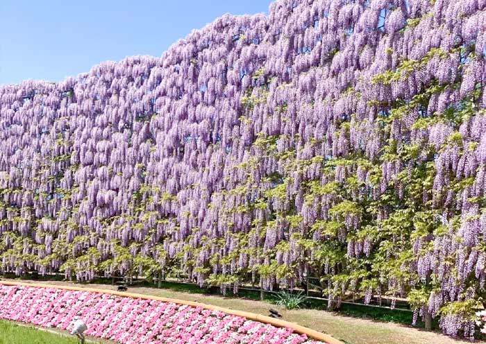 Wisteria Tunnels at Ashikaga Flower Park