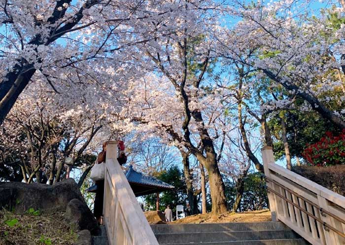 Sakura in Asukayama Park, Tokyo
