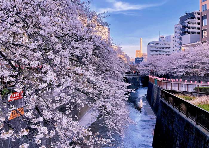 Meguro River Cherry Blossoms Promenade Meguro River Cherry Blossoms Promenade