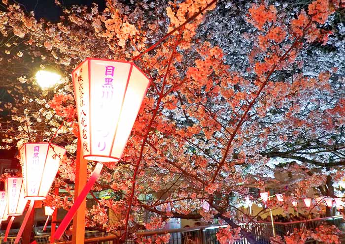 Meguro River Night Cherry Blossoms Meguro River Night Cherry Blossoms