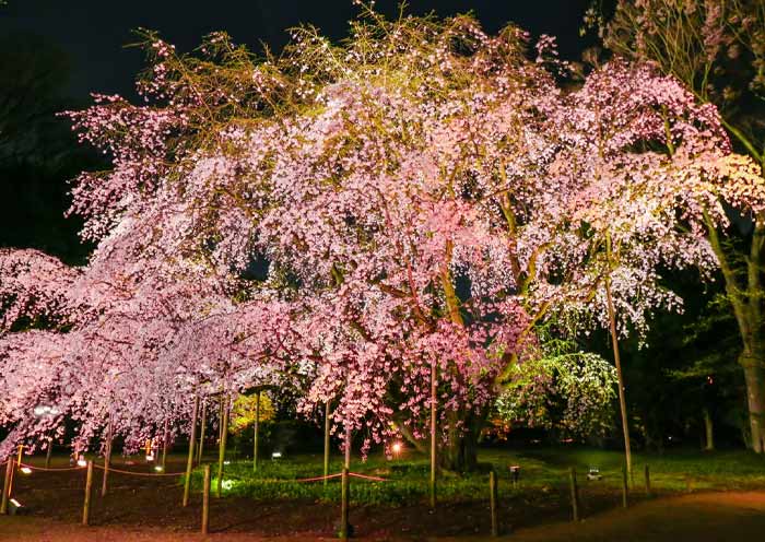 Night cherry blossom in Rikugien Gardens