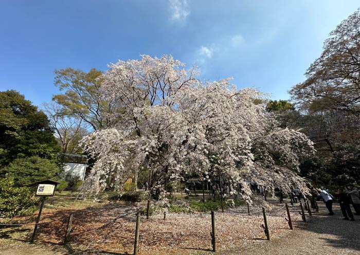 Cherry Blossom in Rikuguen Garden, Tokyo