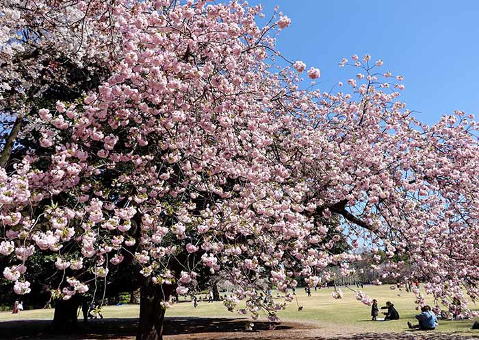 Cherry Blossom in Shinjuku Gyoen National Garden