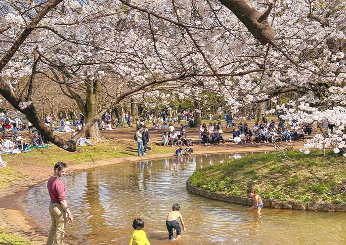 Sakura in Yoyoji Park