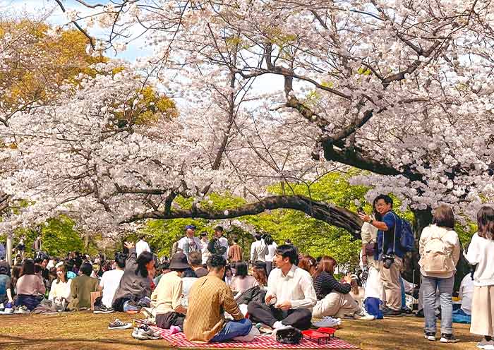Cherry Blossom in Yoyoji Park, Tokyo