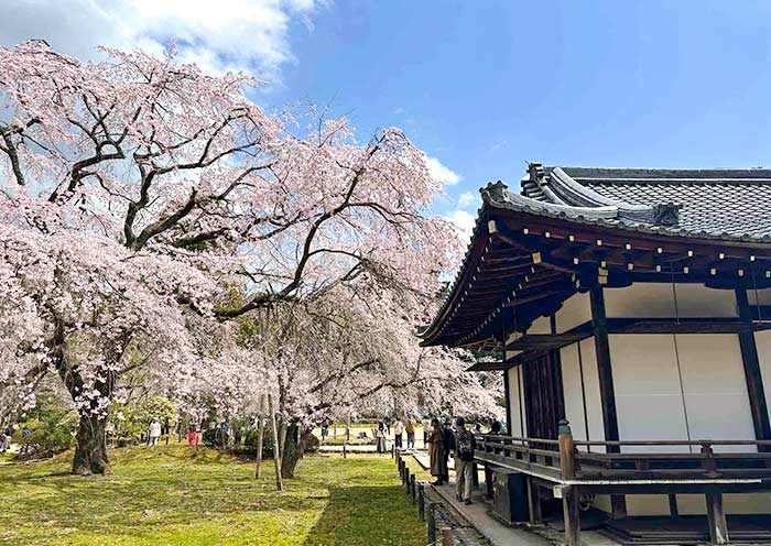 Daigoji Temple Cherry Blossoms