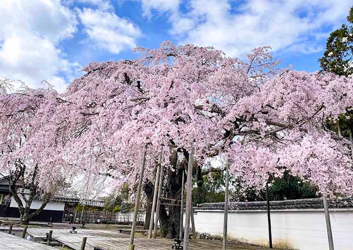 Daigoji Temple Cherry Blossoms