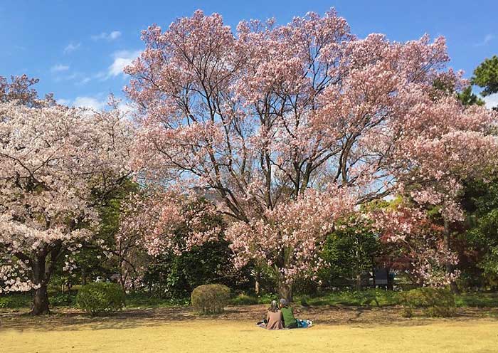 Enjoy Sakura at East Gardens