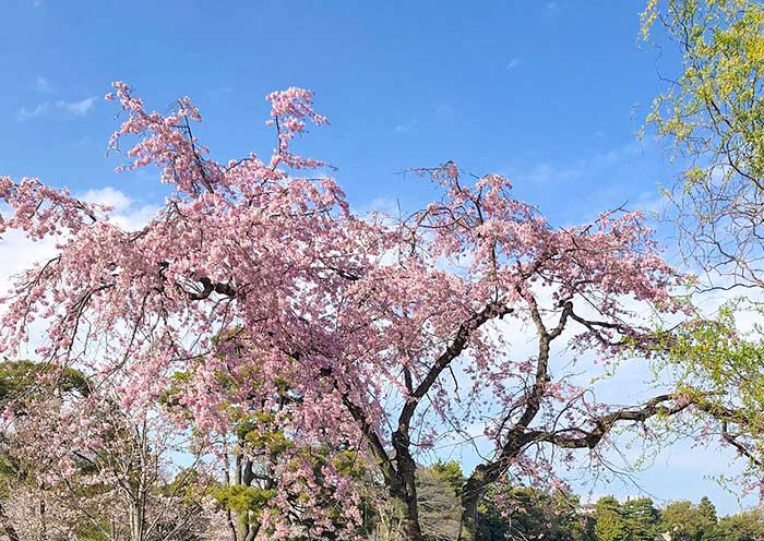 Romantic Sakura, East Gardens
