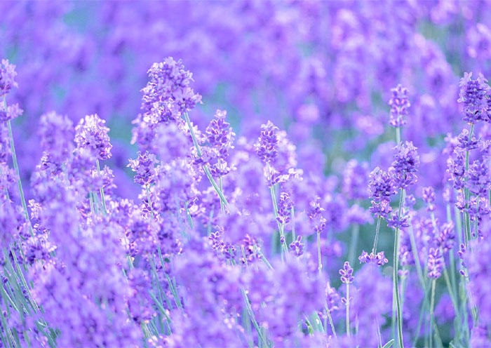 Farm Tomita