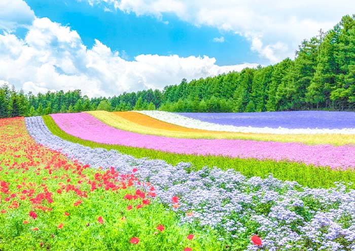 Farm Tomita