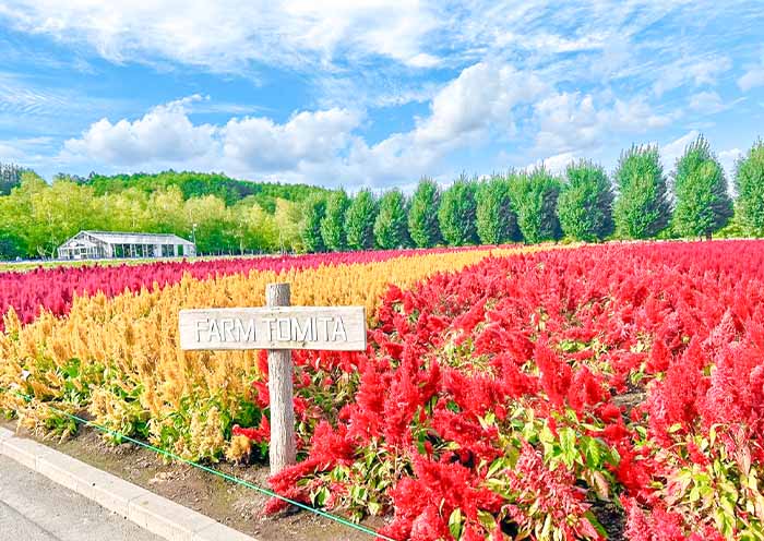 Farm Tomita