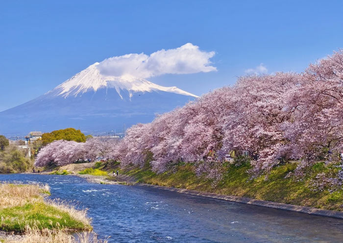 Ryuganbuchi Cherry Blossom