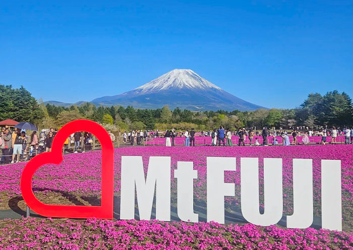 Fuji Shibazakura Festival