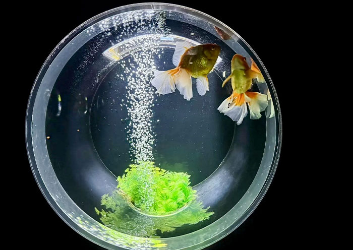 Ginza Art Aquarium in Tokyo