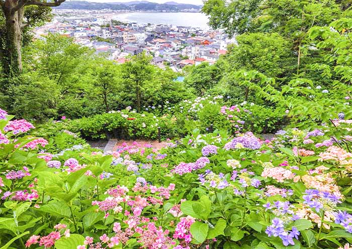 Hasedera Temple