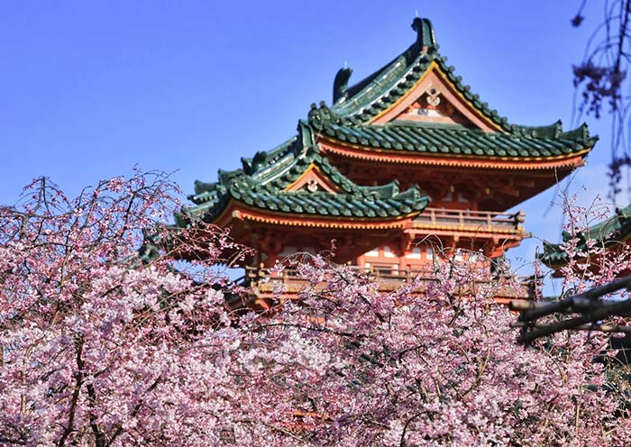 Heian Shrine Cherry Blossoms