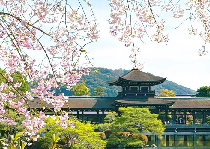 Heian Shrine Cherry Blossoms