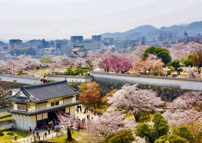 Himeji Castle in Spring Cherry Blossom season