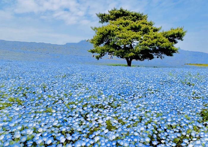 Nemophila at Hitachi Seaside Park