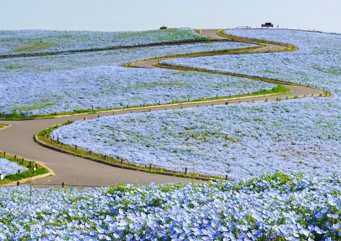 Nemophila at Hitachi Seaside Park